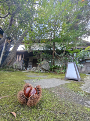 栗